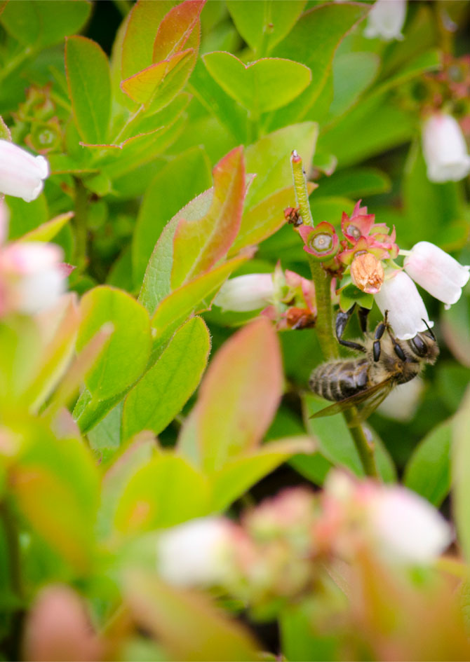 A bee pollinates the flower from a wild blueberry bush.